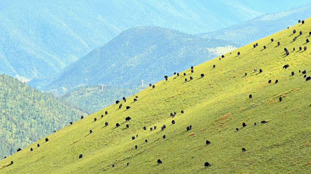 牛儿满山 摄影 景仲平