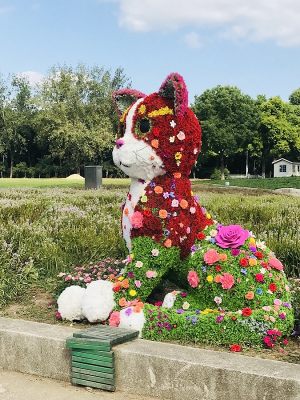 花猫 摄影 闇夜公爵