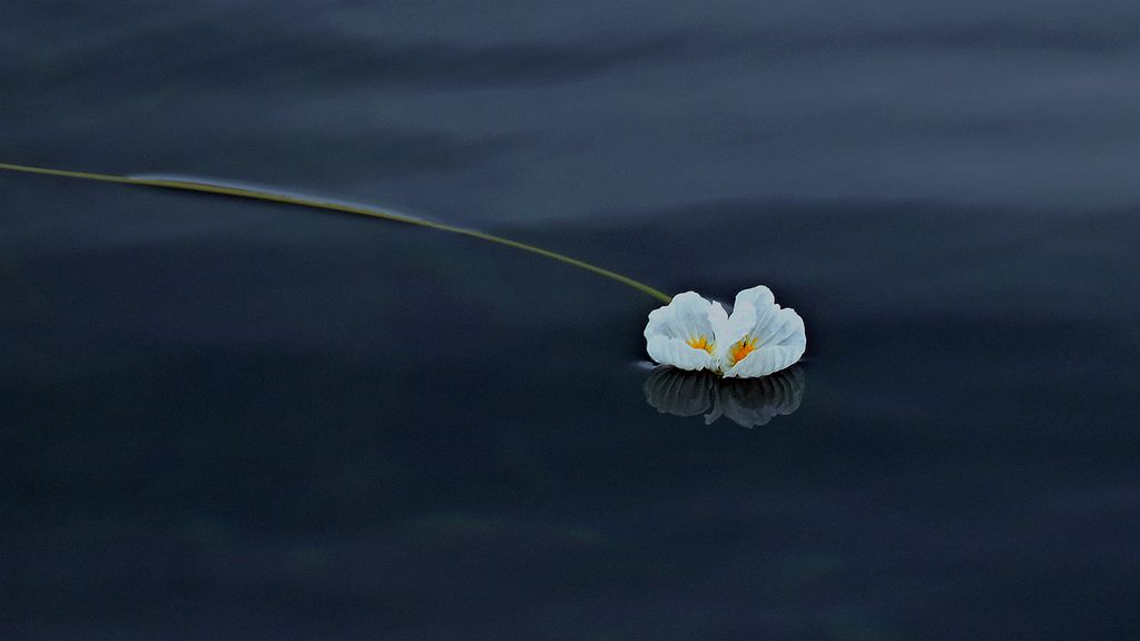 水性杨花 摄影 景仲平