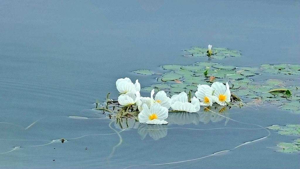 水中花 摄影 景仲平