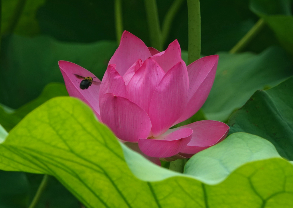 荷塘秀色——蜂花恋歌 摄影 丘山皓月