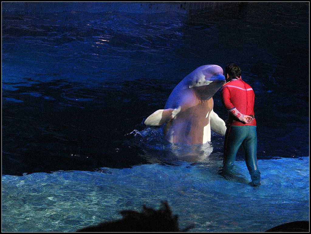 水族馆里 3 摄影 走马观花