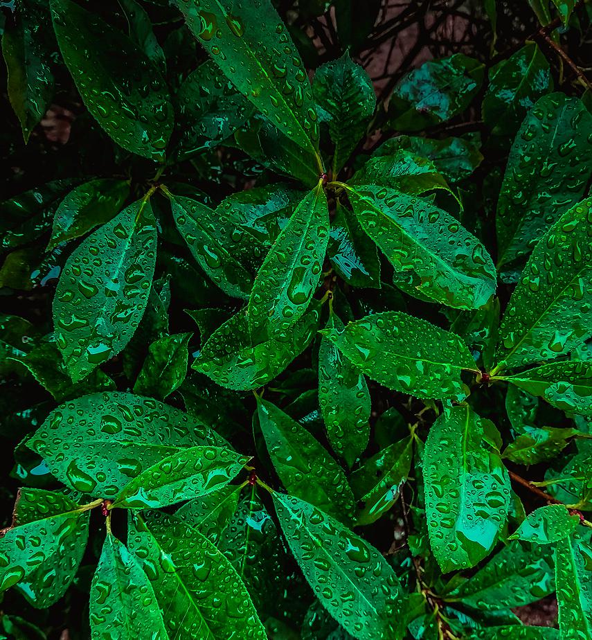 青岛雨中的绿叶 摄影 qdzp