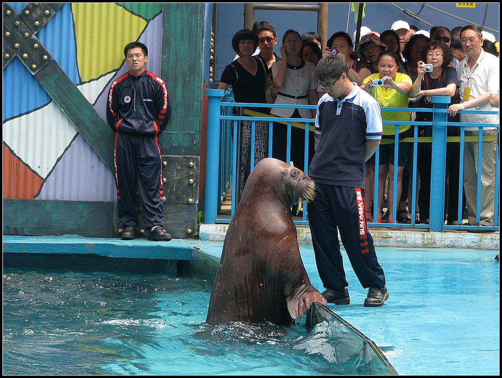 水族馆里 6 摄影 走马观花