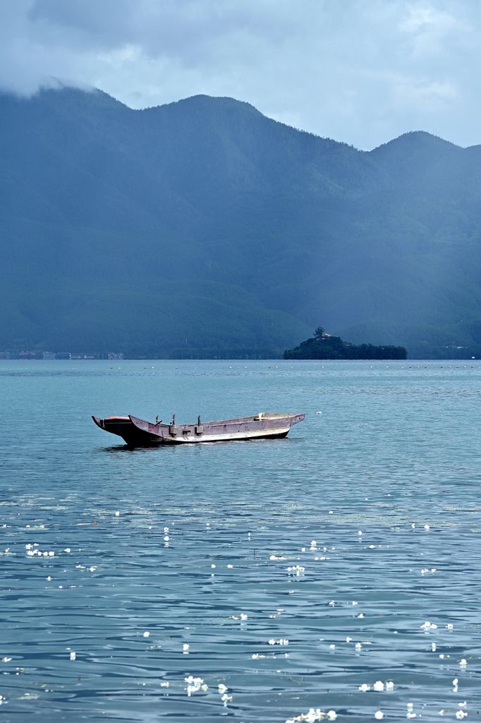 湖中花 摄影 景仲平