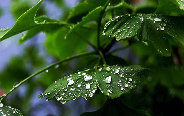 雨后露珠 摄影 风中的梅