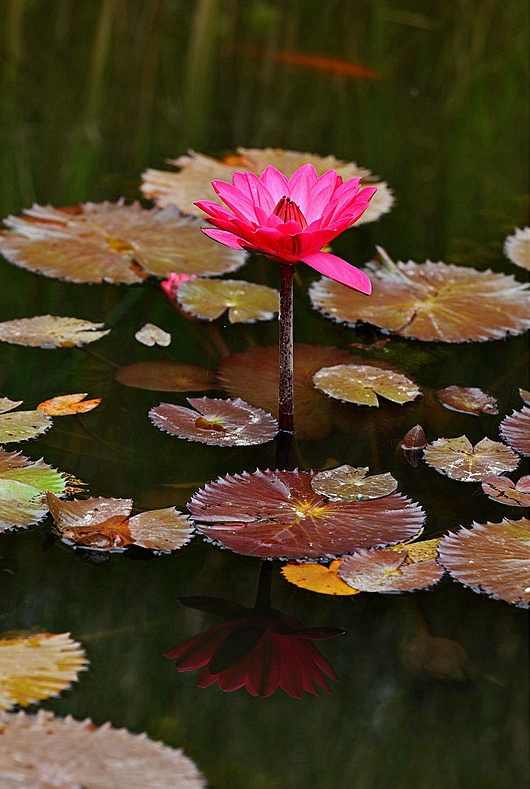 秋水莲 摄影 翟永生