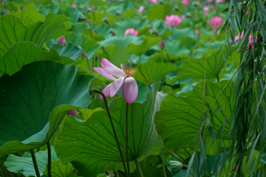 龙潭湖畔——柳暗花明 摄影 丘山皓月