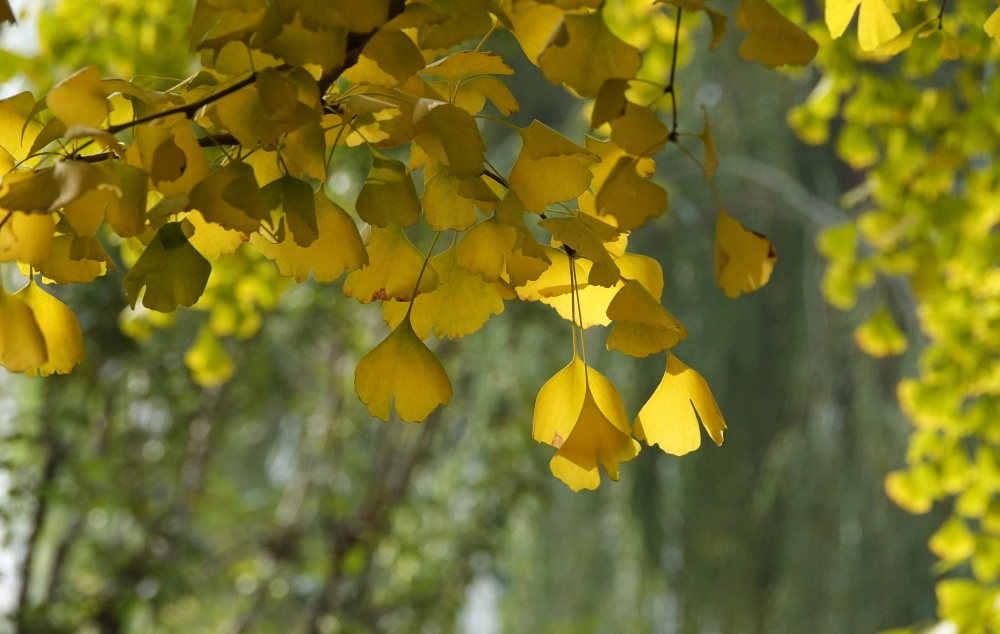 金秋时节——银杏 摄影 丘山皓月