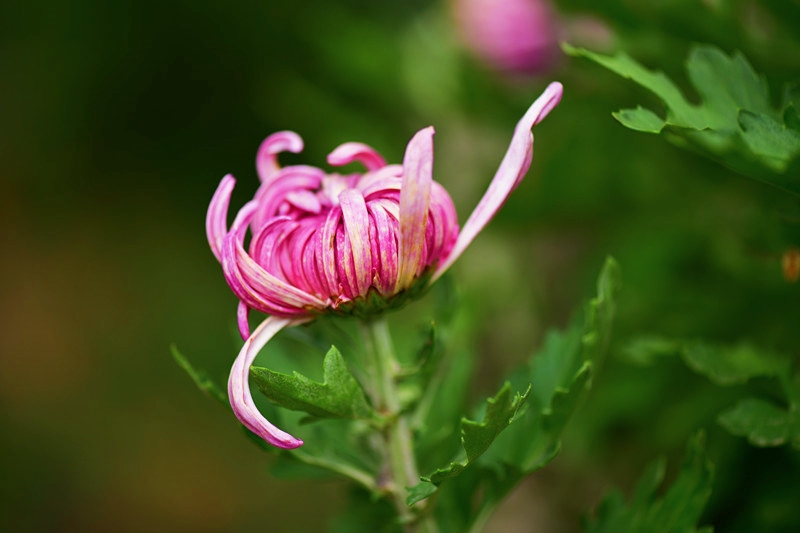 菊花好婀娜 摄影 跃李841