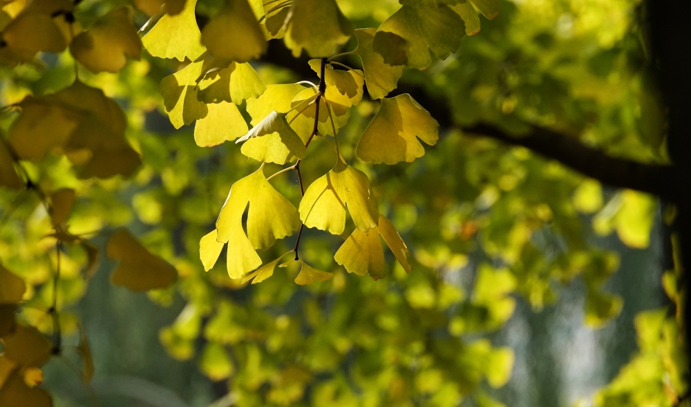 金秋时节——银杏 摄影 丘山皓月