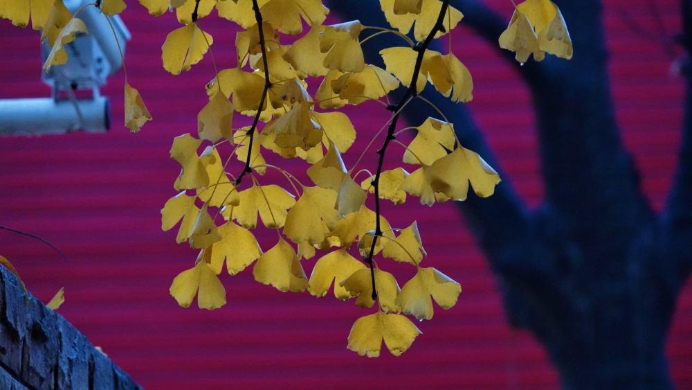 金秋时节——银杏 摄影 丘山皓月