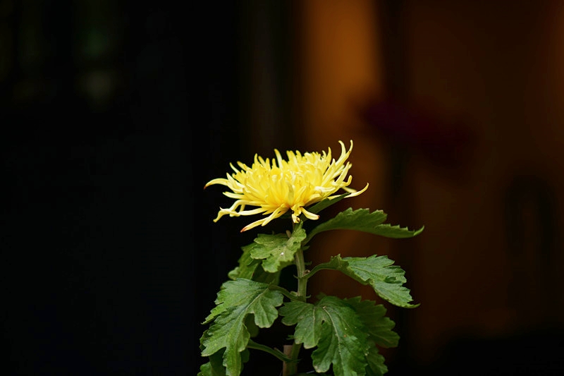 秋菊 摄影 跃李841