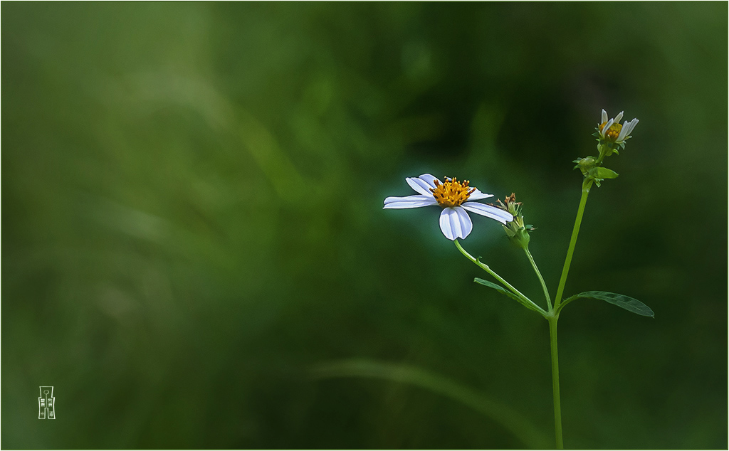 小草 摄影 chuxiao