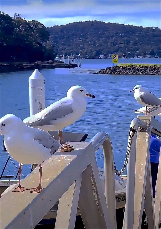 码头的海鸟 摄影 飞鹰998