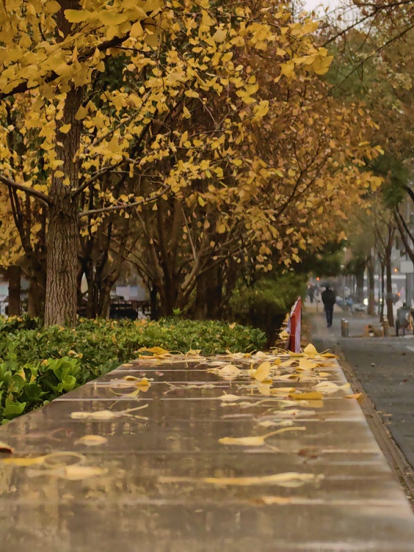 金秋时节——雨后落叶 摄影 丘山皓月