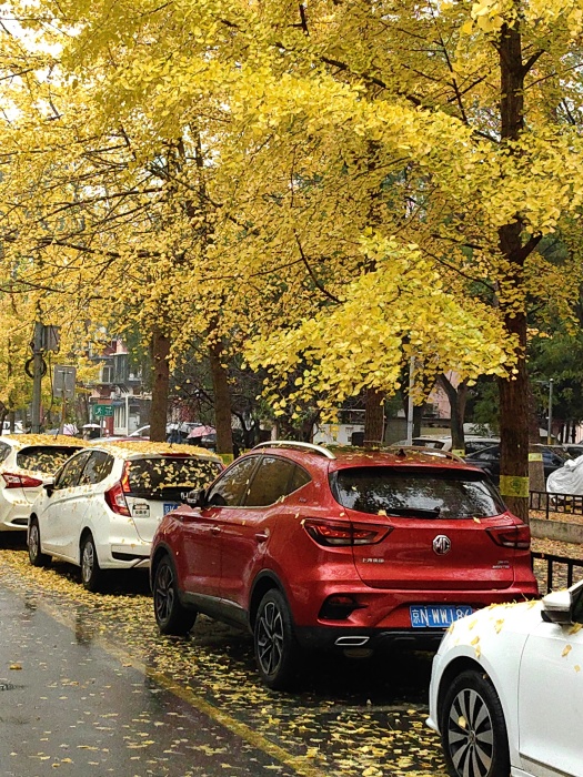 金秋时节——雨后落叶 摄影 丘山皓月