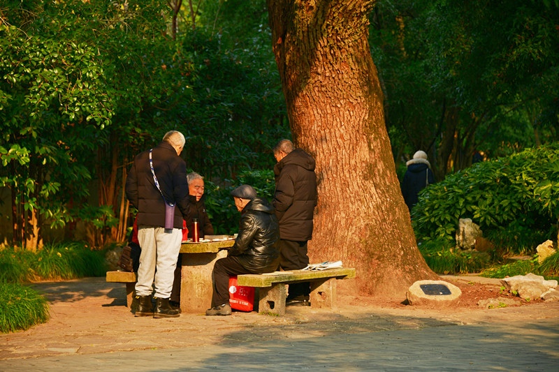 老树下的悠闲生活 摄影 跃李841