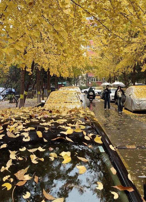 金秋时节——在雨中 摄影 丘山皓月