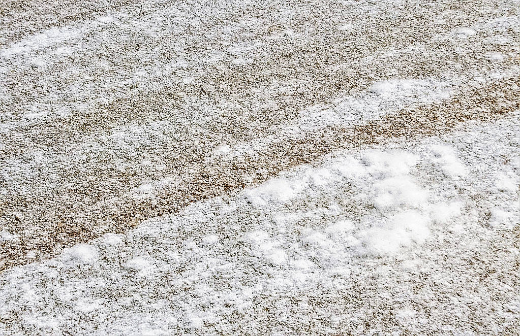 柳絮如雪 摄影 老拙