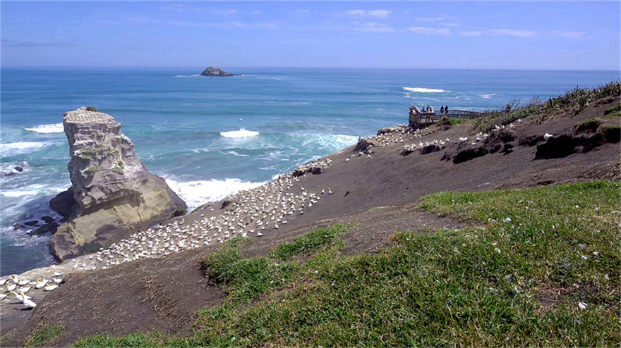 新西兰鸟岛风景 摄影 飞鹰998