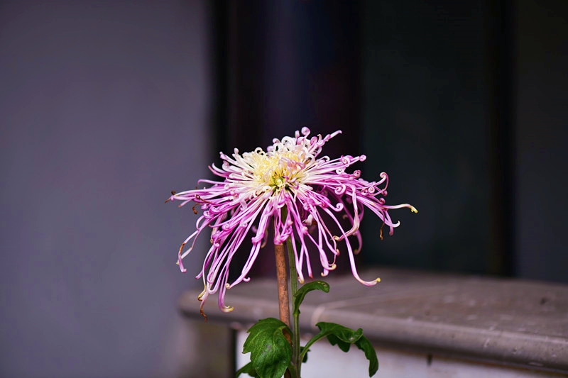 秋菊 摄影 跃李841