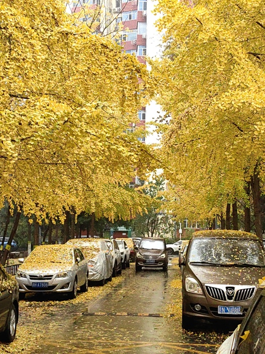 金秋时节——雨后落叶 摄影 丘山皓月