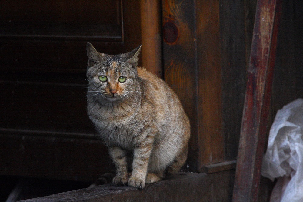 猫咪 摄影 王氏作坊