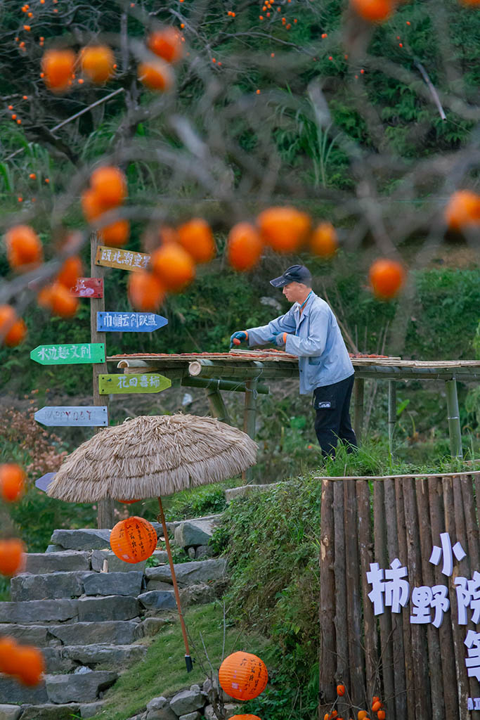 东炉村—柿子红了（4）晒柿饼 摄影 易胆小