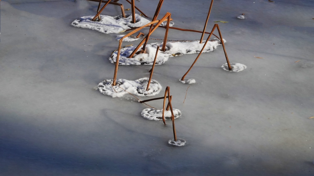 龙潭湖畔——瑞雪残荷 摄影 丘山皓月