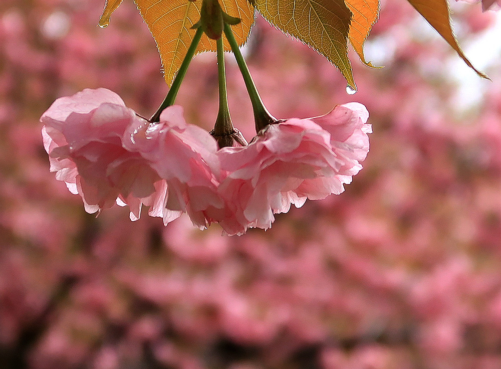 樱花泪 摄影 zhangxunyong