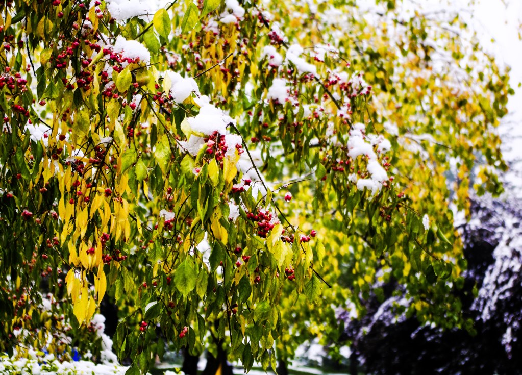 初雪 摄影 老拙