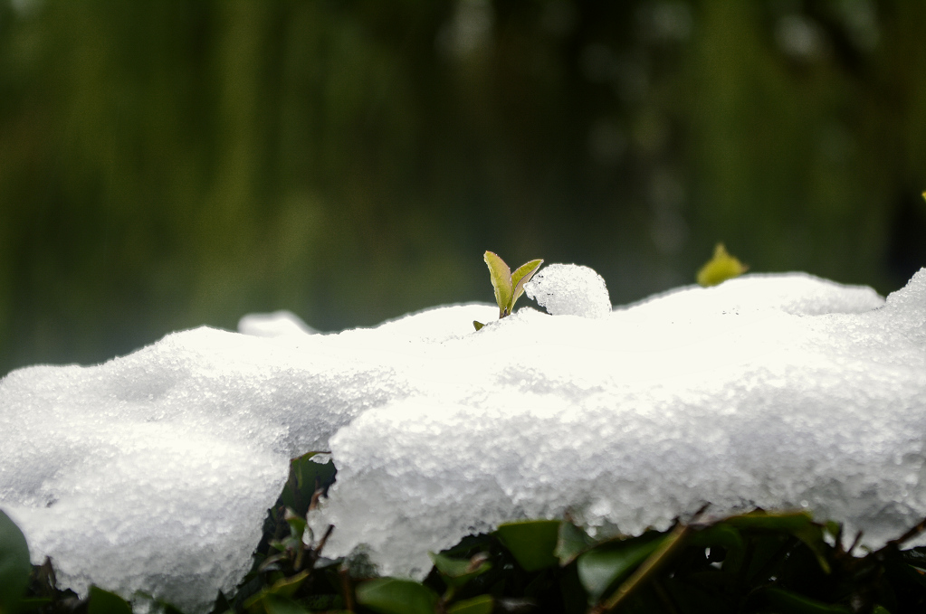 初雪 摄影 老拙