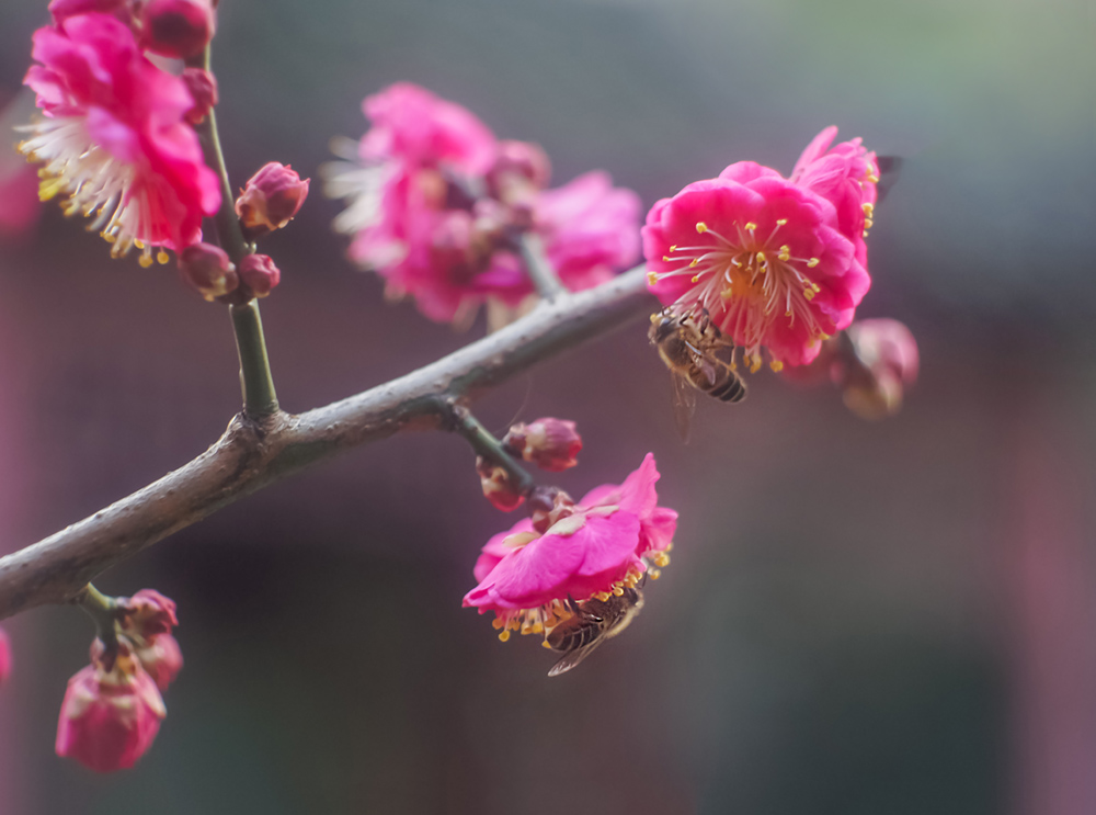 红梅花开 摄影 留恋