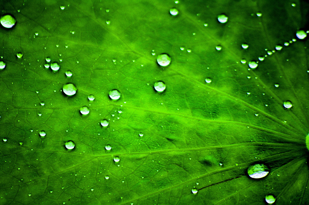 雨后 摄影 老拙