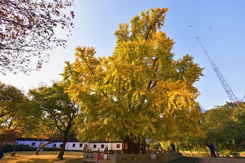 千年古银杏 摄影 跃李841