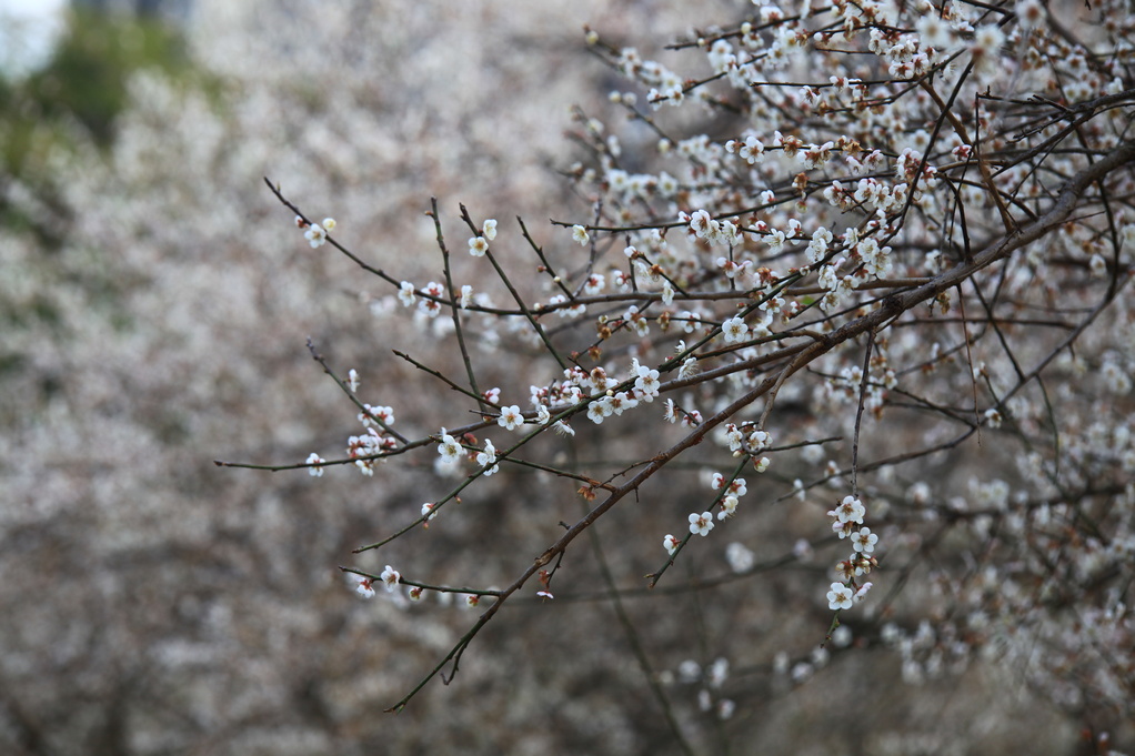 萝岗香雪。 摄影 山里人58