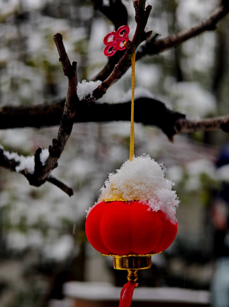 昆明瑞雪2 摄影 关河纤夫