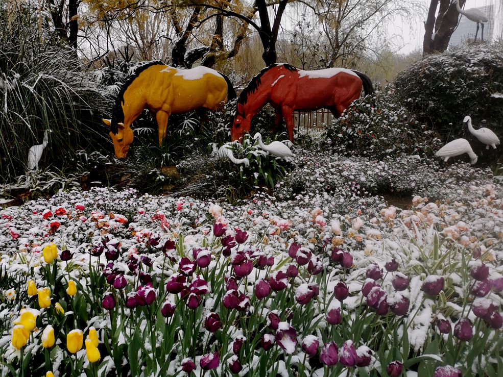 昆明瑞雪5 摄影 关河纤夫