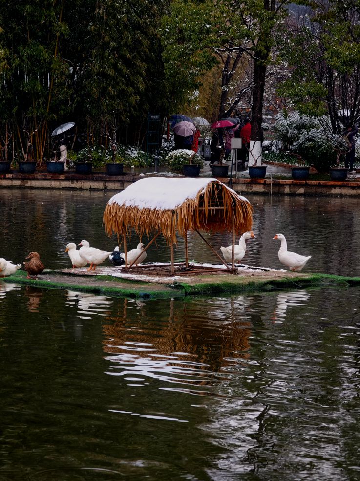 昆明瑞雪7 摄影 关河纤夫