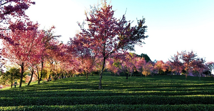 云南行摄-----無量山樱花 5 摄影 夕阳红2007