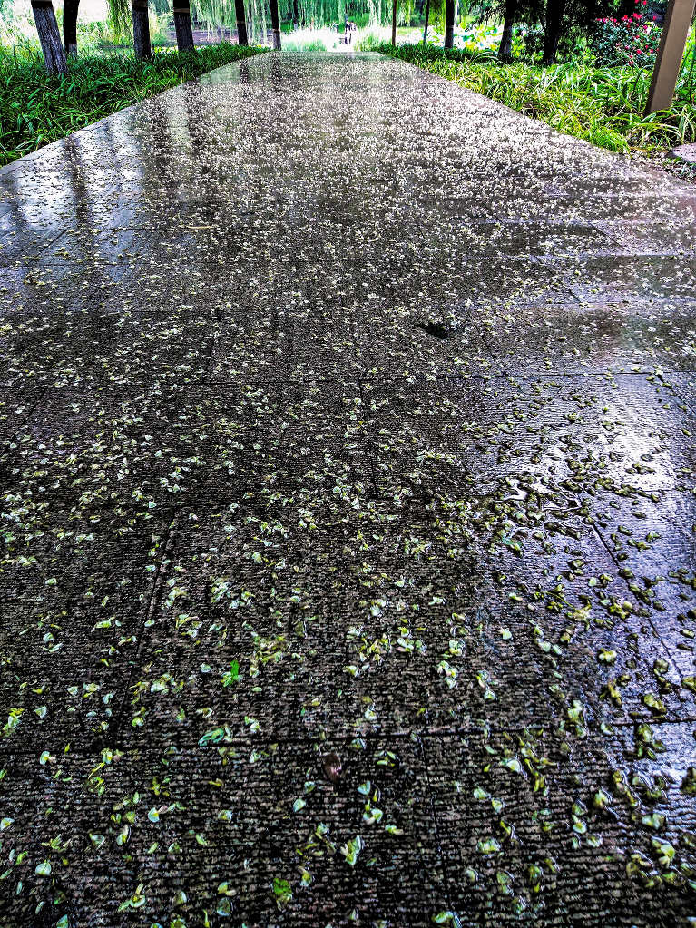 丝雨花路 摄影 老拙