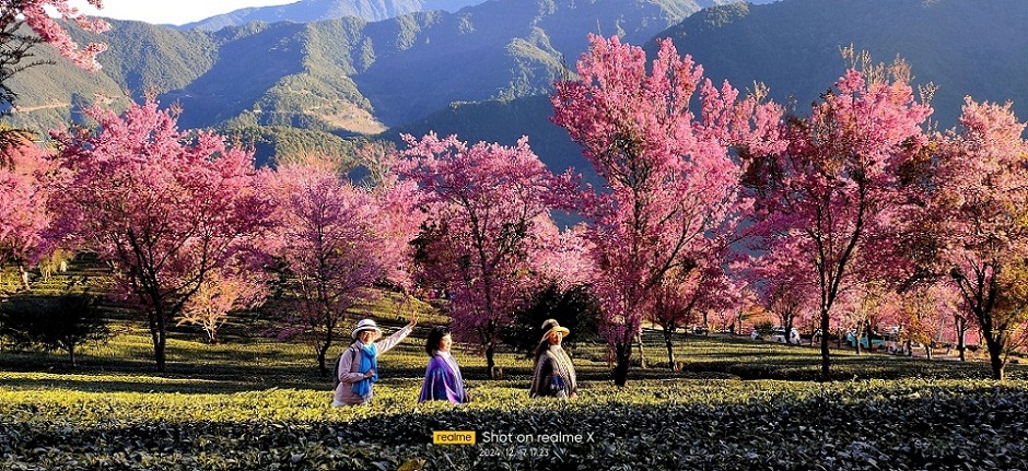 云南行摄-----無量山樱花 9 摄影 夕阳红2007