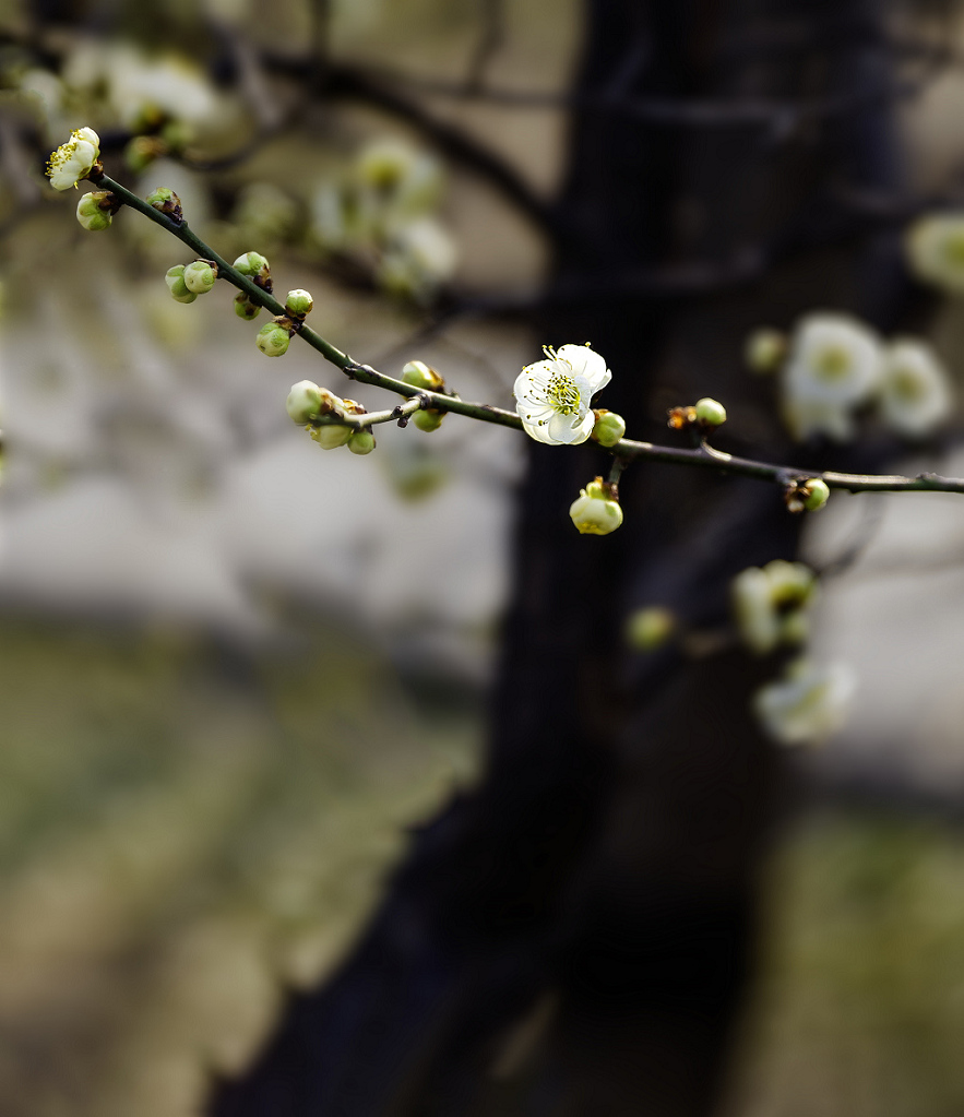 梅花 摄影 老拙