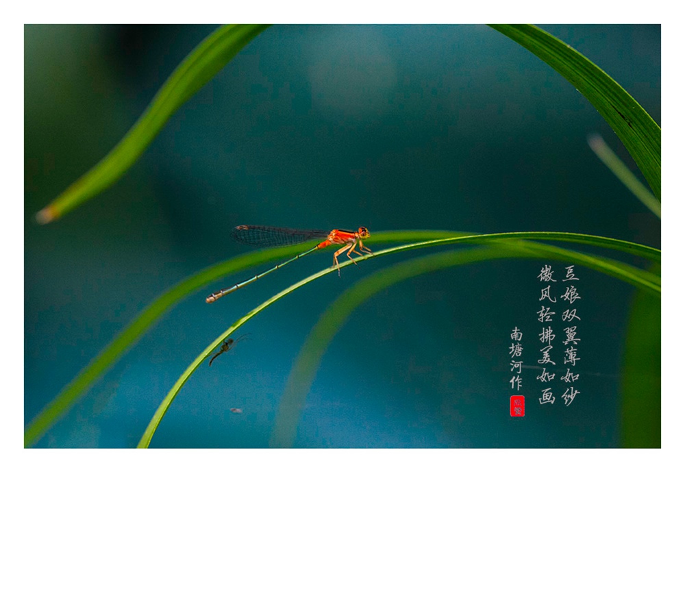 豆娘俏 摄影 木加木
