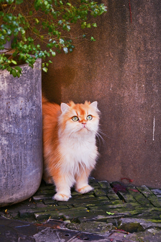 苏州平江路猫咖的猫 摄影 跃李841