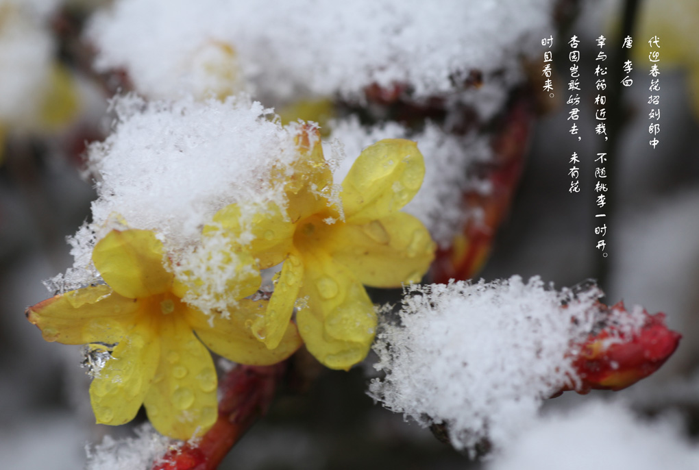 迎春花 摄影 蝶梦