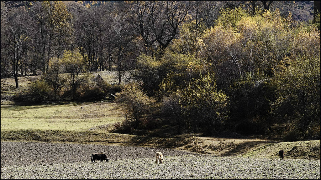 川西 - 92  甲根坝 摄影 山野黎明