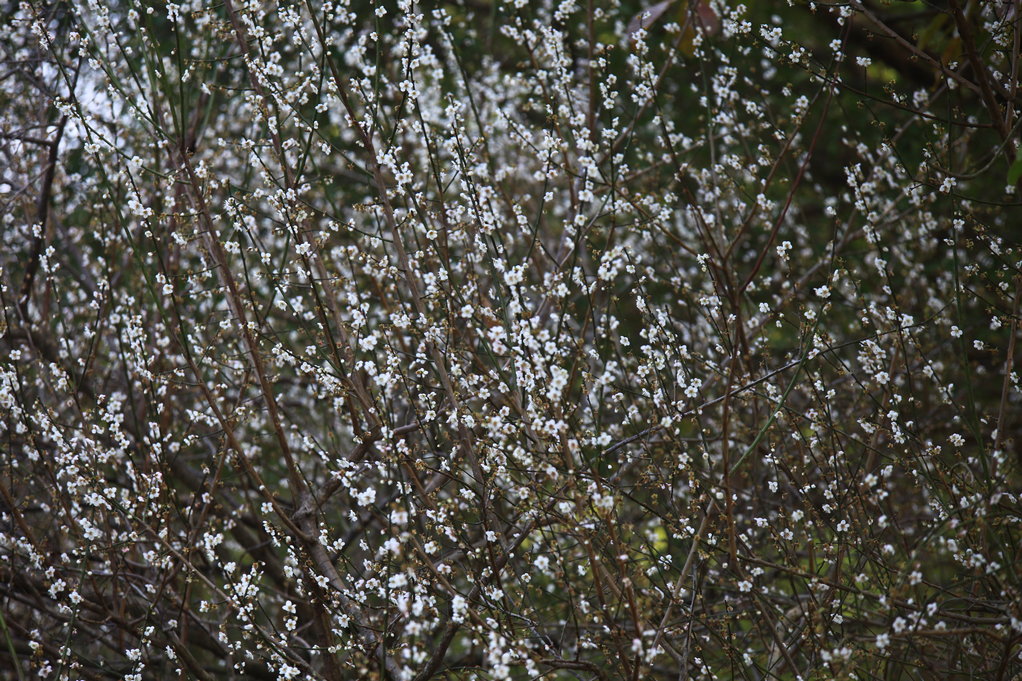 萝岗香雪。 摄影 山里人58