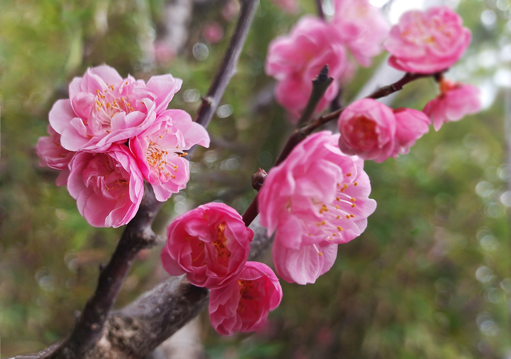 梅花笑春风2 摄影 红绿蓝